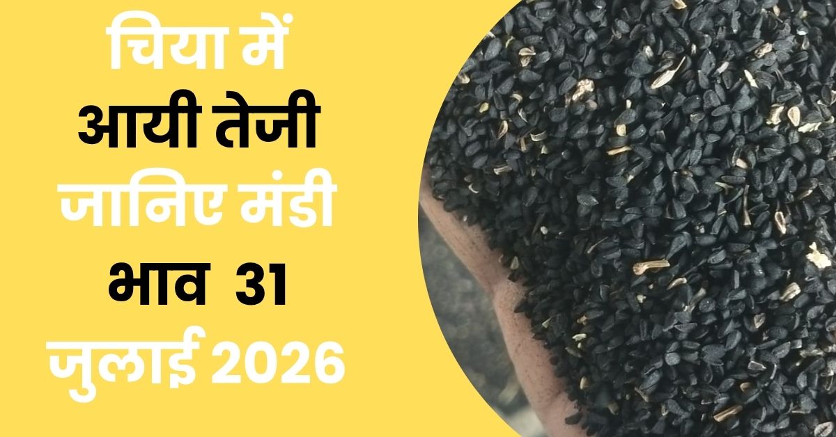 Chiya mein aayi teji janiye mandi bhav 31 july 2026