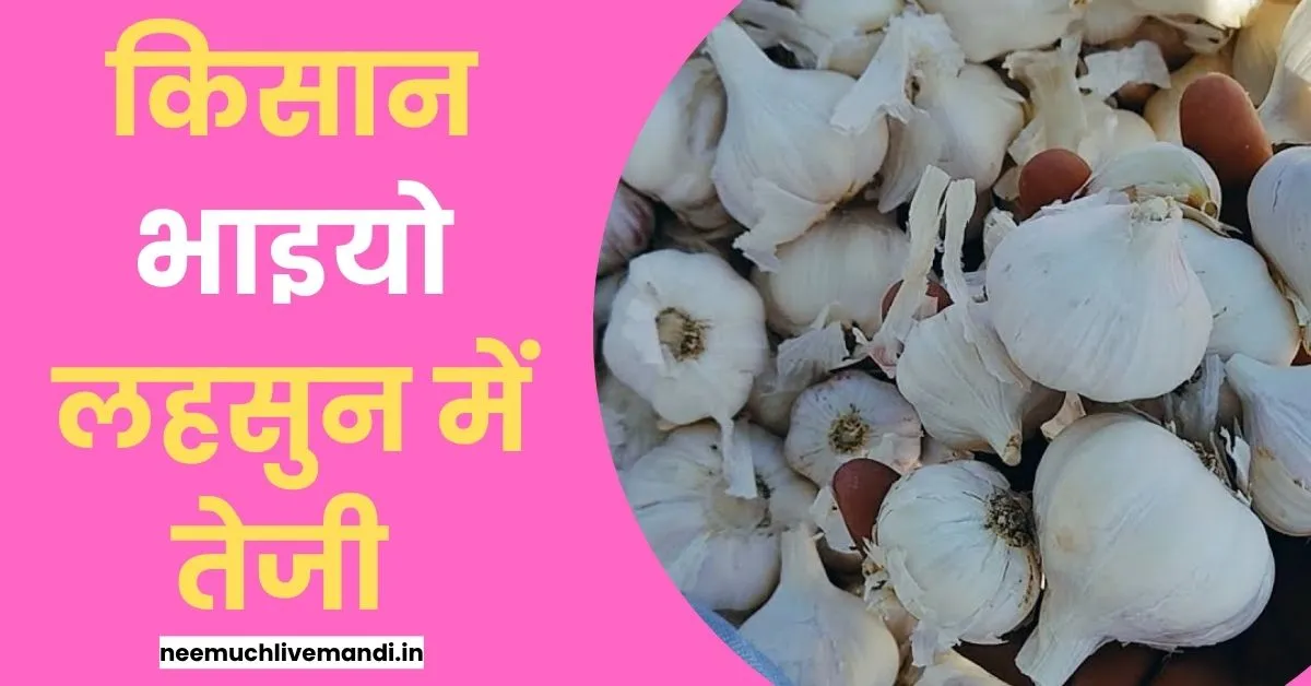 Kisan Bhaiyo Lahsun me Aayi Teji 29 July 2026