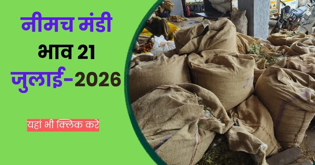 Neemuch Mandi Bhav 21 July-2026
