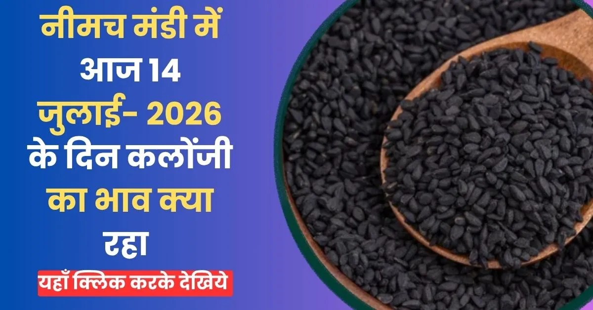 Neemuch Mandi Kalonji Bhav Today