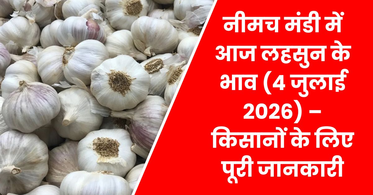 Neemuch Mandi Lahsun Ka Bhav