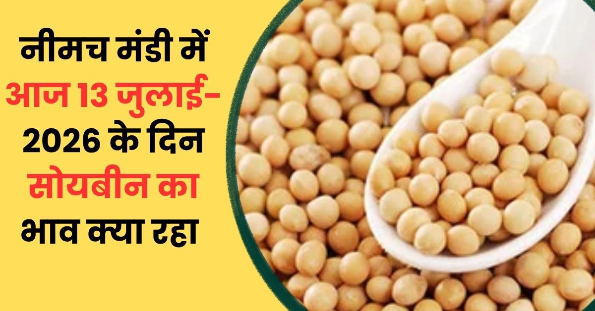 Neemuch Mandi Soybean Bhav Today