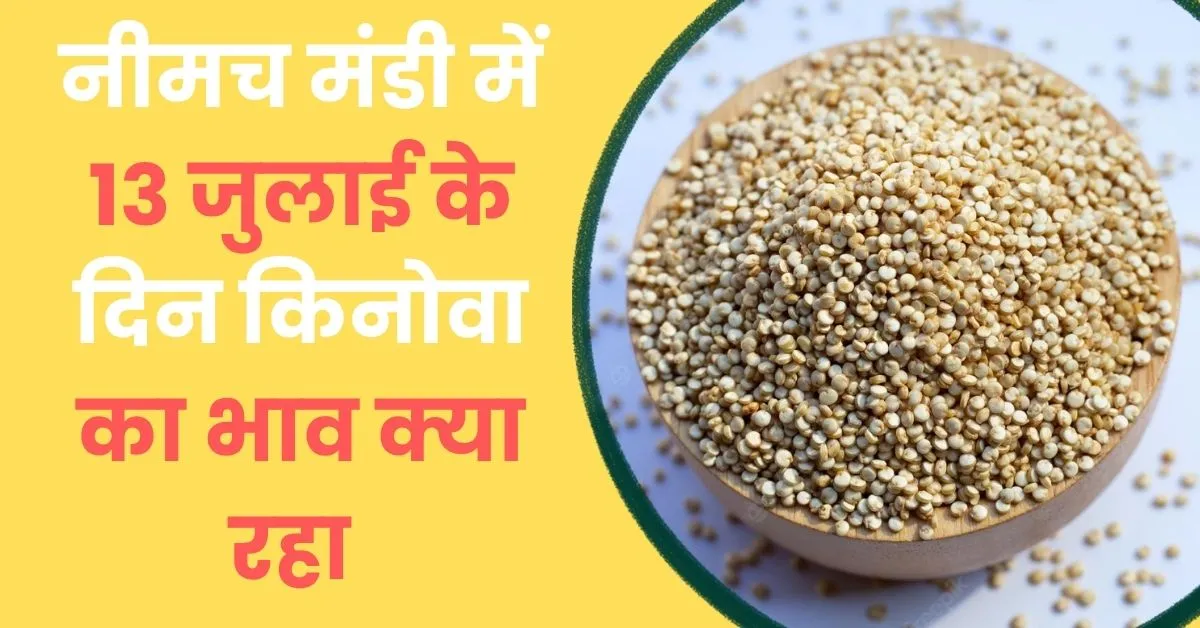 Neemuch Mandi Quinoa Bhav today
