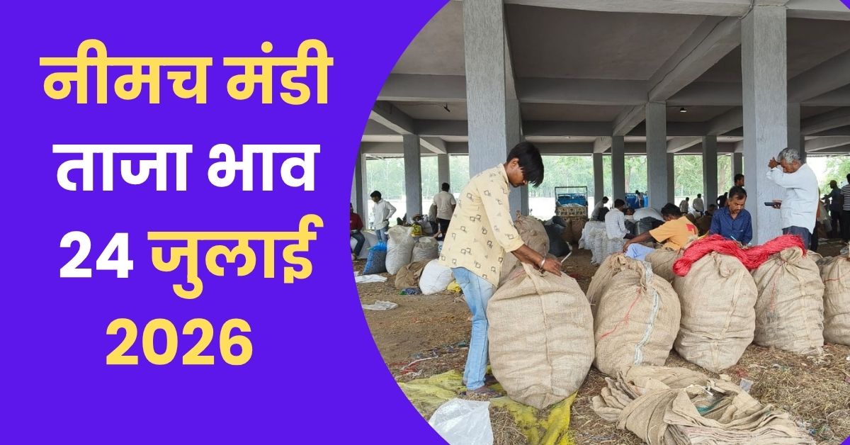 Neemuch Mandi Taja Bhav 24 July-2026