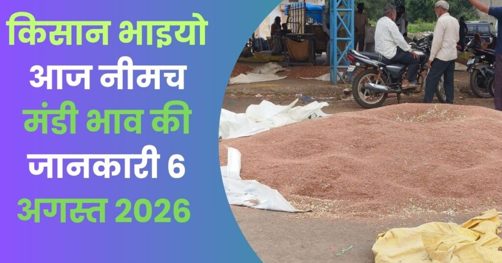 Neemuch Mandi Bhav 6 August 2026