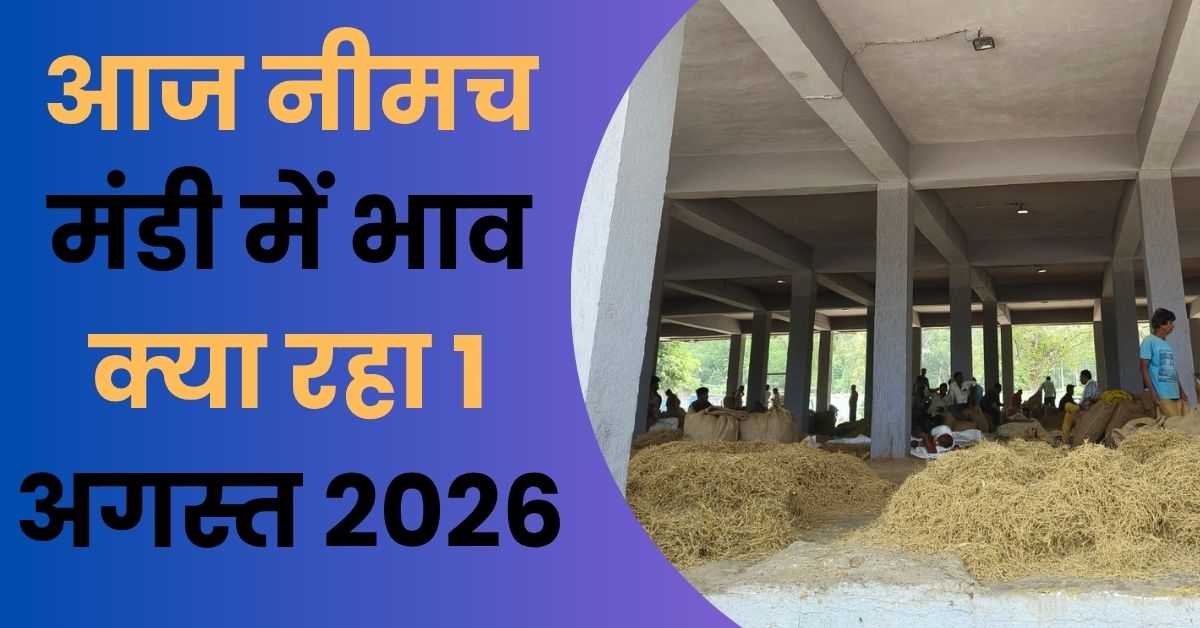 Neemuch Mandi Bhav 1 August 2026