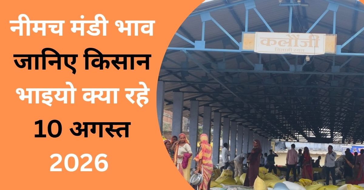 Neemuch Mandi Bhav 10 August 2026