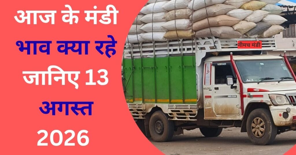 Neemuch Mandi Bhav 13 August 2026
