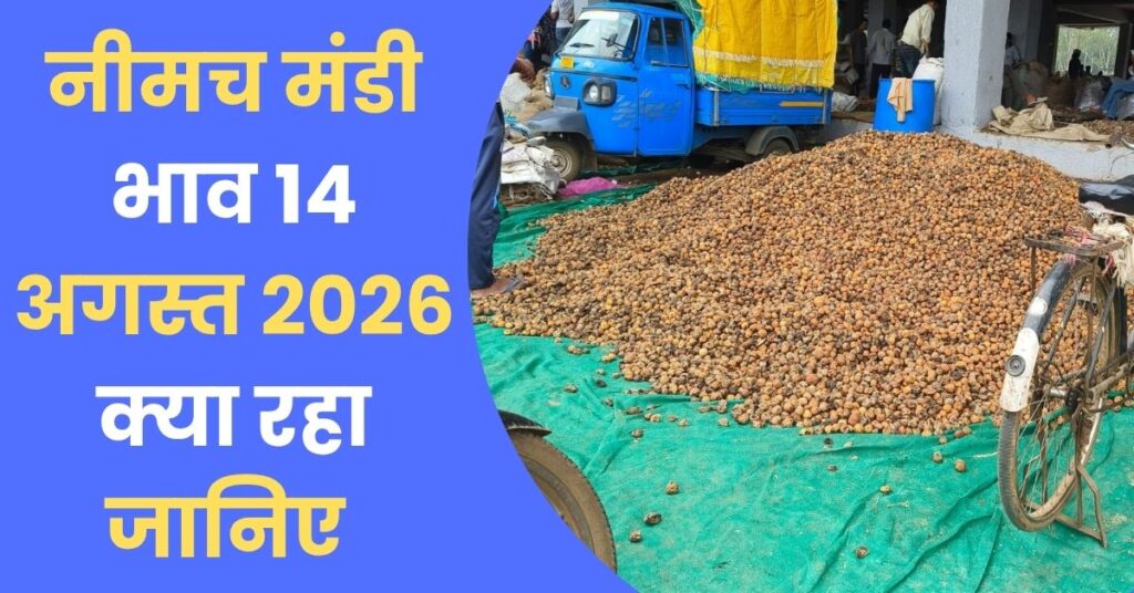Neemuch Mandi Bhav 14 August 2026