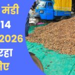 Neemuch Mandi Bhav 14 August 2026