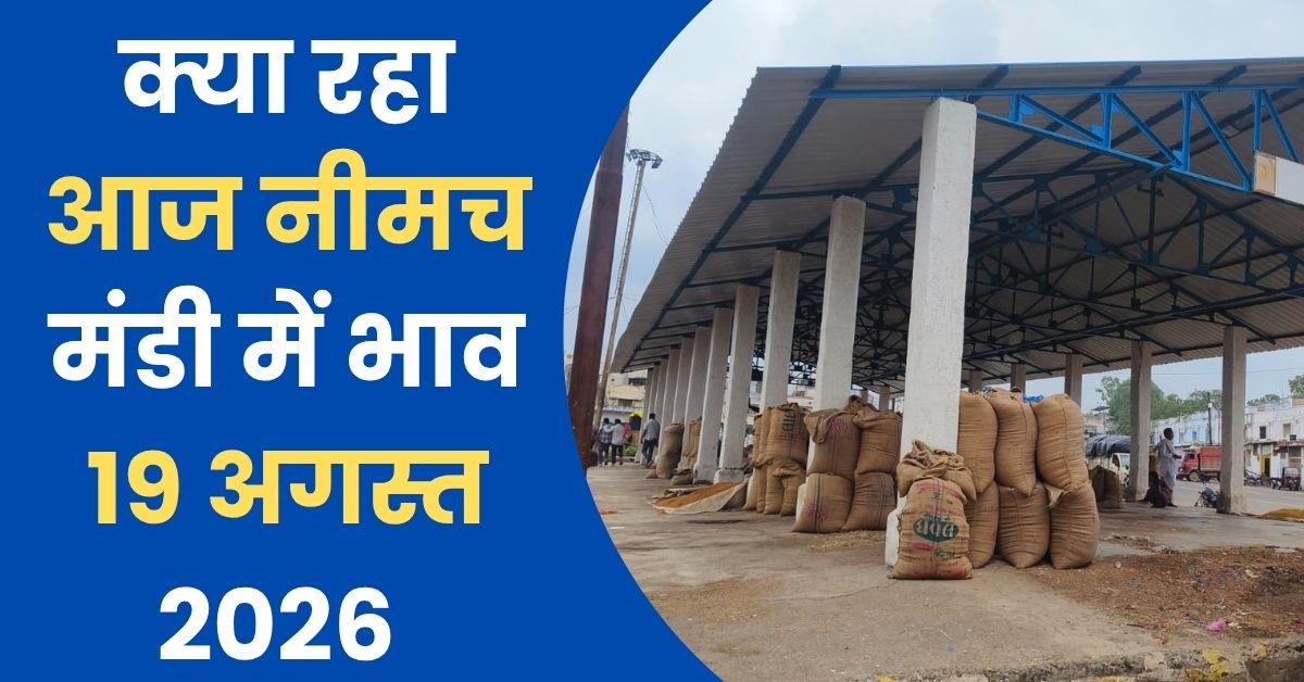 Neemuch Mandi Bhav 19 August 2026