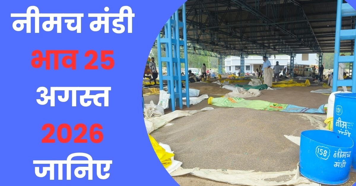 Neemuch Mandi Bhav Today 25 August 2026