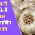 Neemuch Mandi Lahsun Bhav 12 August 2026